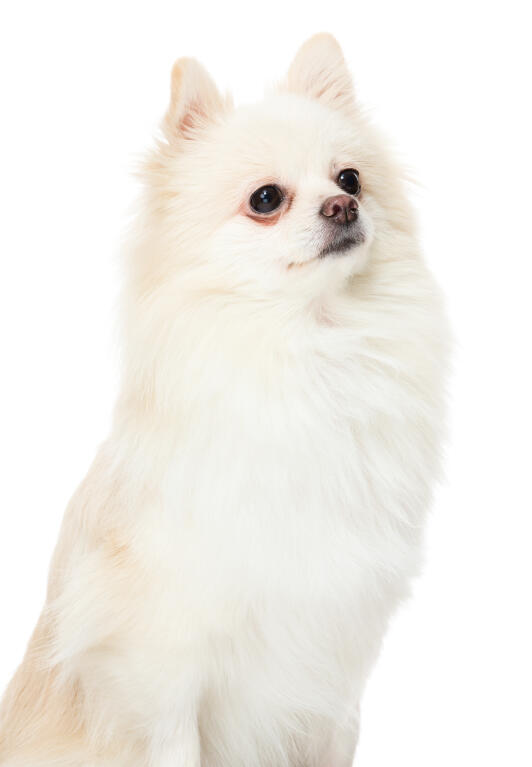 turkish pomeranian pomeranian dogs breed information omlet turkish pomeranian pomeranian dogs breed information omlet
