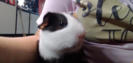 A guinea pig!