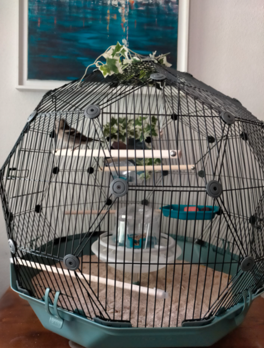 Geo Bird Cage The Beautiful Geodesic Budgie Cage