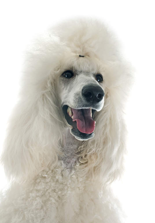 long nose poodle