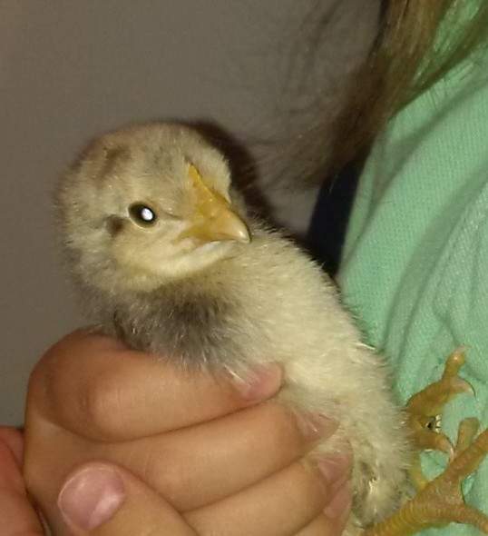 Cream Legbar Chickens Cream Legbar For Sale