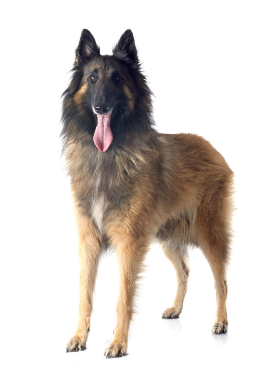 Belgian Shepherd Dog Tervuren Dogs Breed Information