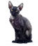 A black cornish rex with lovely big ears