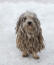 A Komondor with a wonderful long coat, playing in the snow