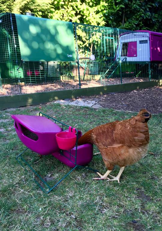 Feeder Drinker Stand Eglu Classic Eglu Cube Feeders