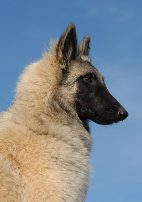 Belgian Shepherd Dog (Tervuren) | Dogs | Breed Information | Omlet