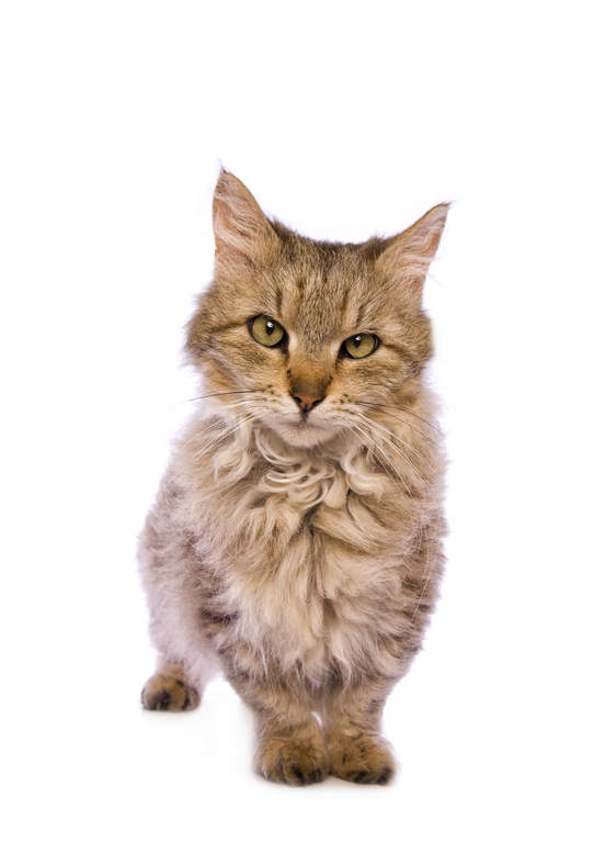 Skookum Cats Cat Breeds