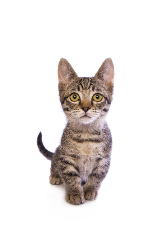 Munchkin Cats Breed Information Omlet