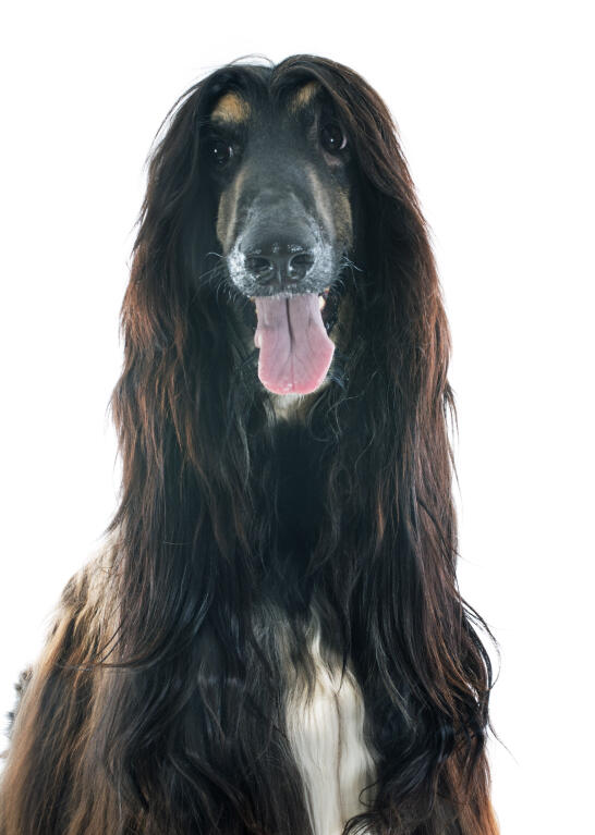 Afghan Hound Dogs Breed Information Omlet