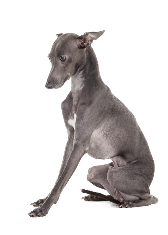Italian Greyhound Dogs Breed Information Omlet