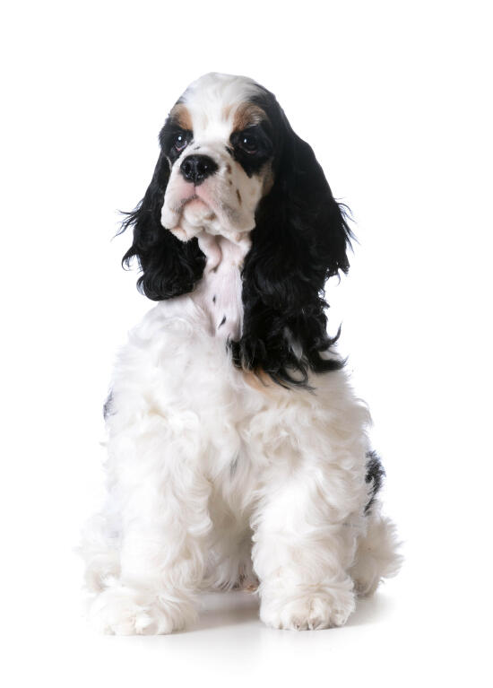 Cocker Spaniel American Dogs Breed Information Omlet