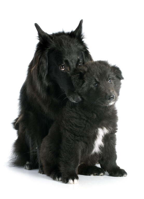 groenendael belgian sheepdog