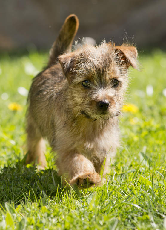 Miniature Norfolk Terrier Best Sale 58 Off Www Tritordeum Com