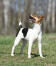 A Parson Russell Terrier standing tall, showing off it's wonderful long legs