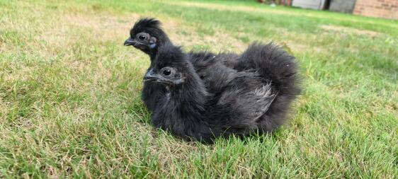 Black Silkie Chicks