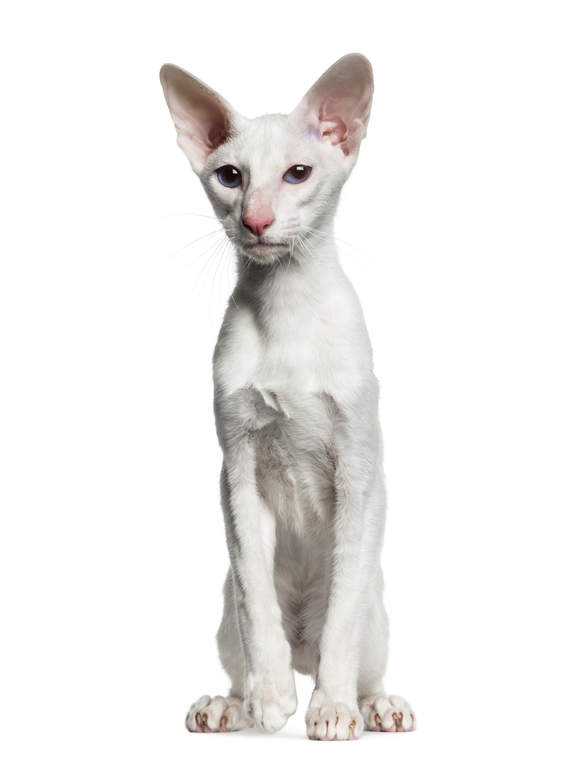 white oriental cat