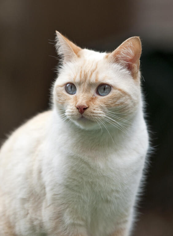 red colourpoint british shorthair