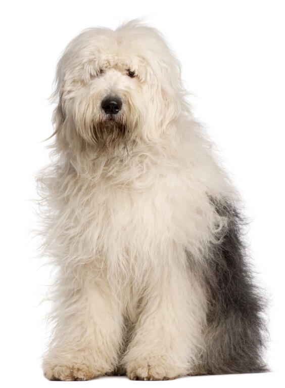 white and grey sheepdog