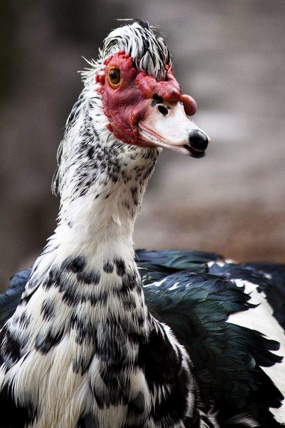 Muscovy Ducks