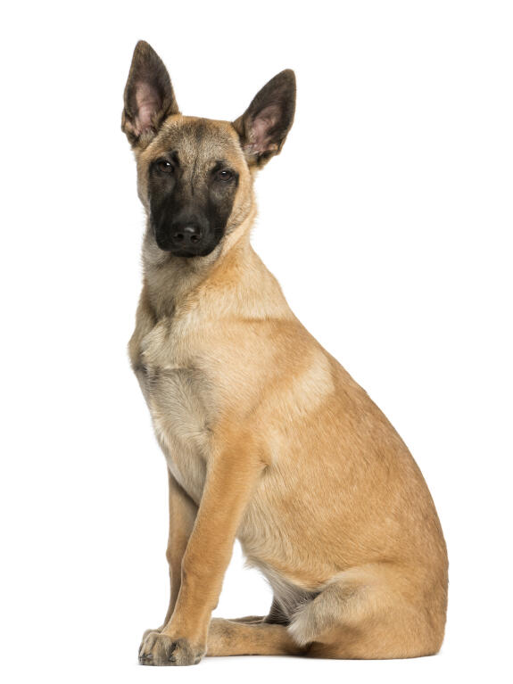 belgian shepherd dog malinois