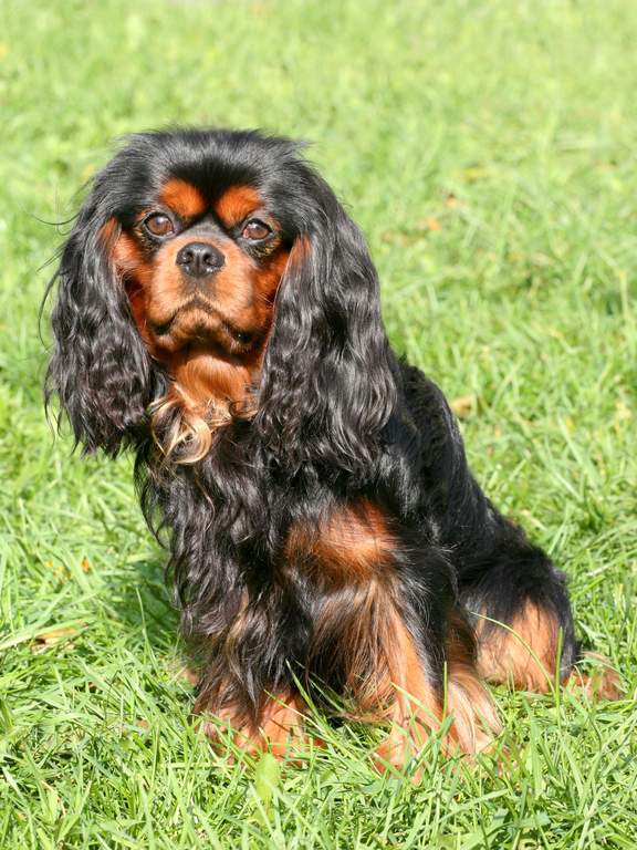 Cavalier King Charles Spaniel Dogs Breed Information