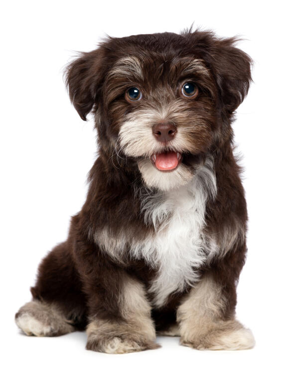 Havanese Dogs Breed Information Omlet