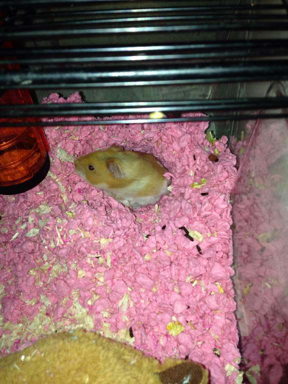 Carefresh Animal Bedding 10L Pink Guinea Pig Bedding Guinea Pig