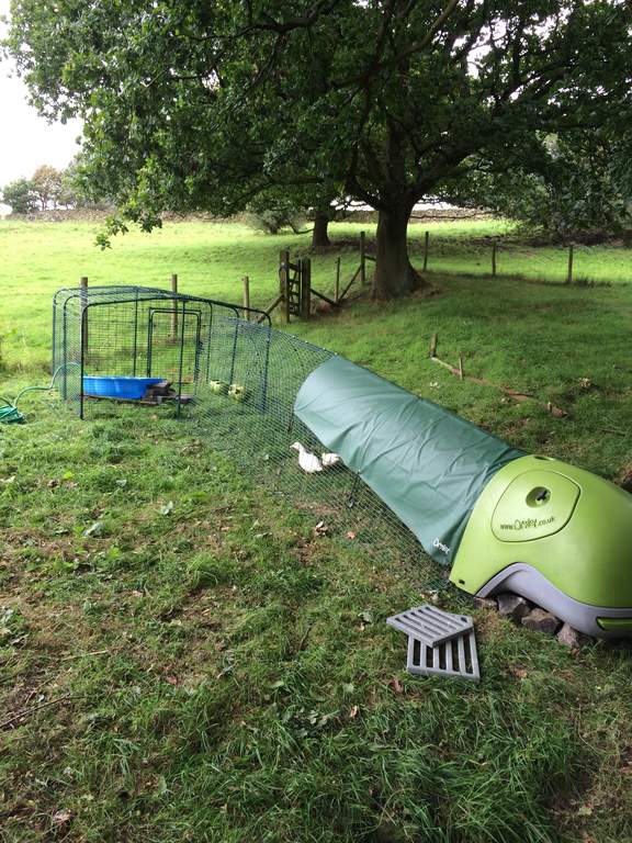 Eglu Duck House with 2m Run Green Ducks Chicken Coops and Pet