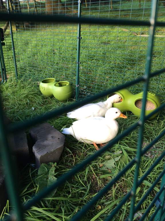 Eglu Duck House with 2m Run Green Ducks Chicken Coops, Walk in