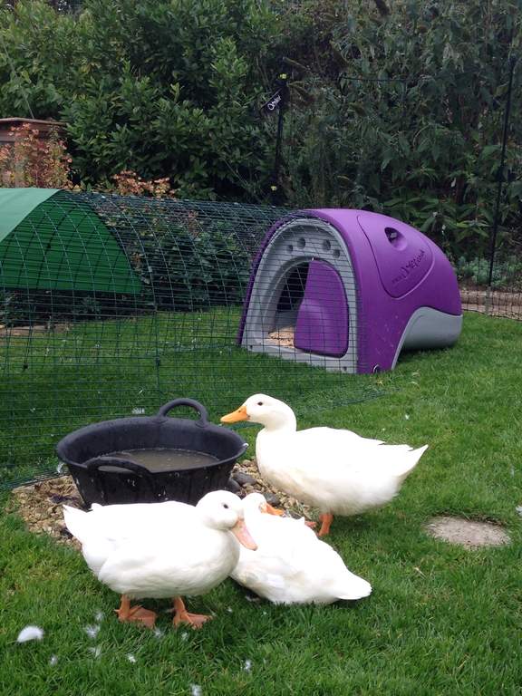 Duck Eglu Purple Ducks Chicken Keeping Equipment Omlet