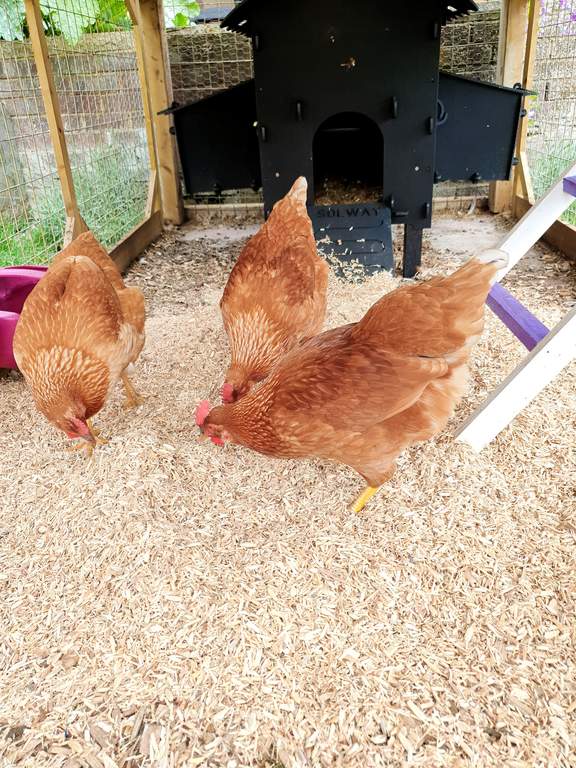 Easichick Bedding 10kg Poultry Bedding Chicken Coops, Walk in