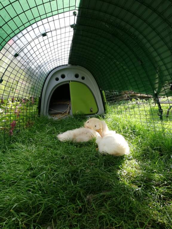 Eglu Classic Duck House with 2m Run Green Ducks