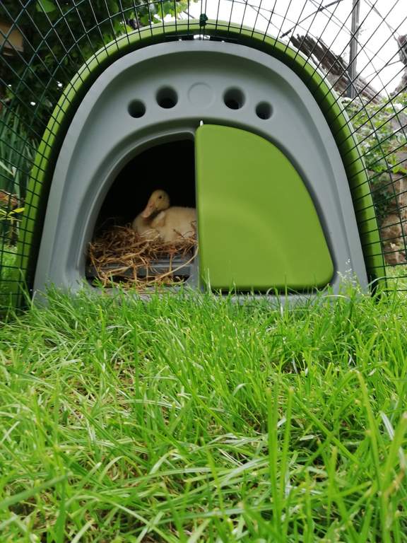 Chicken coops eglu 