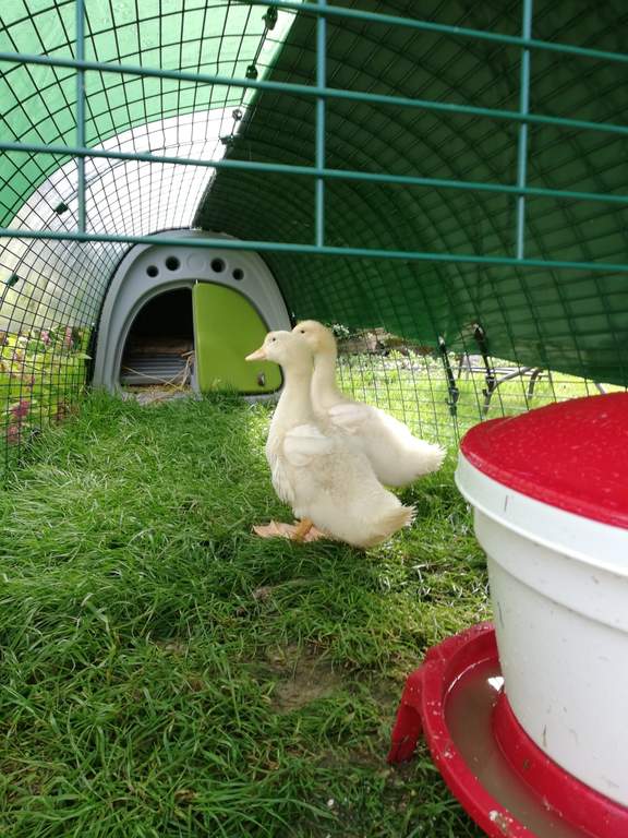 Eglu Classic Duck House with 2m Run Green Ducks Chicken Coops