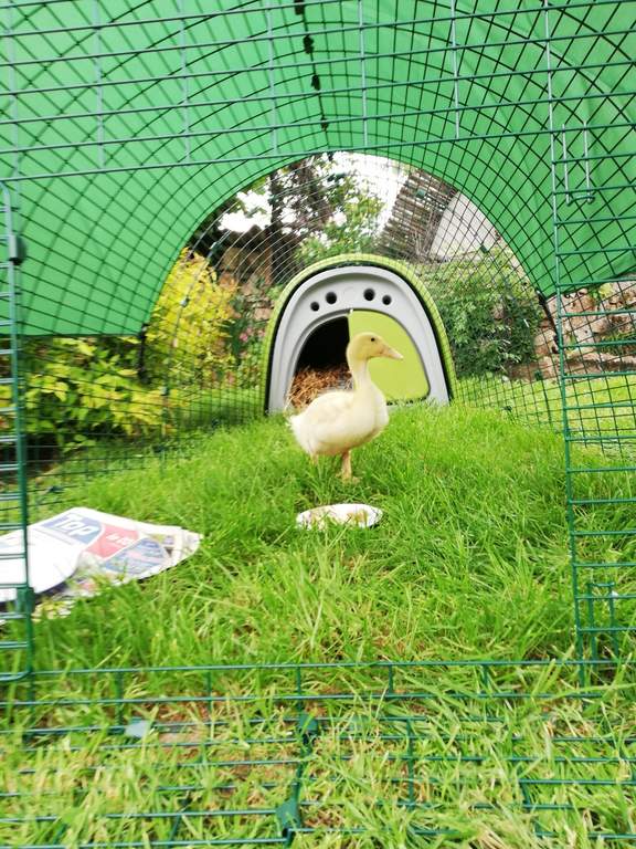 Eglu Classic Duck House with 2m Run Green Ducks