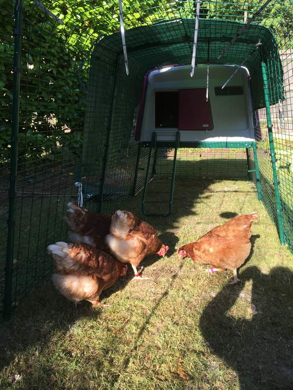 Eglu Cube Mk2 1m Run Extension Chicken Runs & Chicken Netting