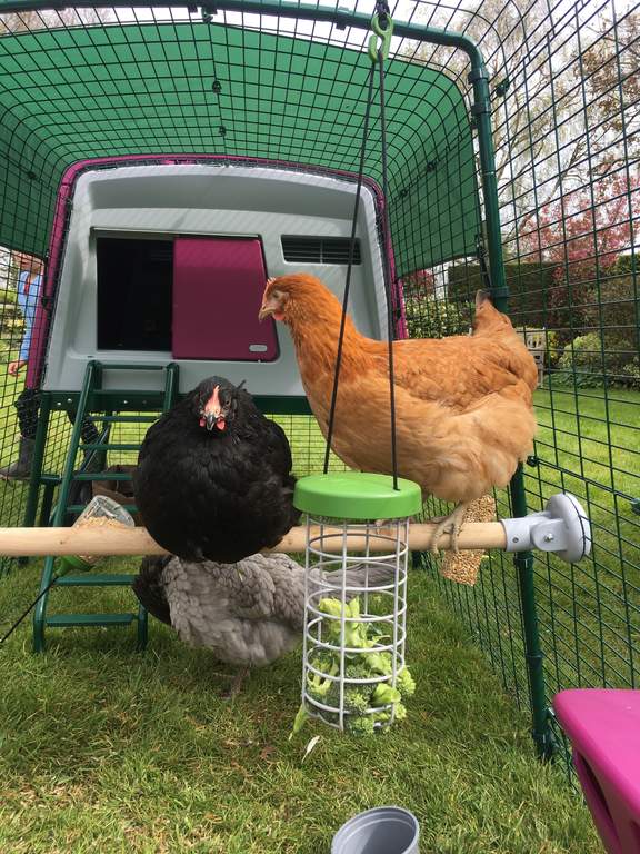 Omlet Chicken Perch 2 meters Chicken Toys & Accessories