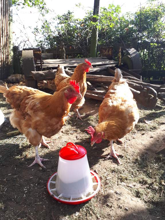 Eton 1kg Plastic Poultry Feeder Feeders Drinkers For Chickens