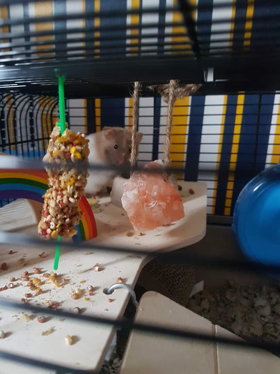 Fruity Stick for Hamsters & Gerbils Hamster & Gerbil Treats Hamster