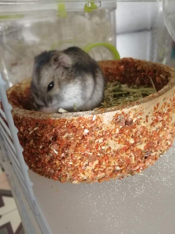 Naturals Celebration Cake For Small Animals Rabbit Treats