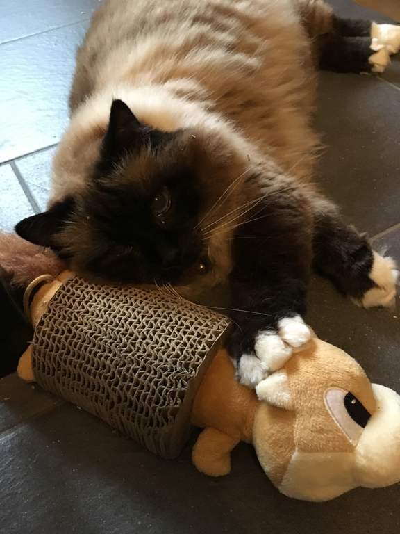 Kong Cat Scratcher With Toy 42cm