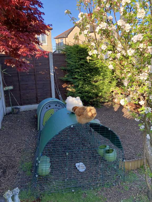 Heavy Duty Cover for Eglu Classic Extension Eglu Rabbit Weather Protection Rabbit Hutches