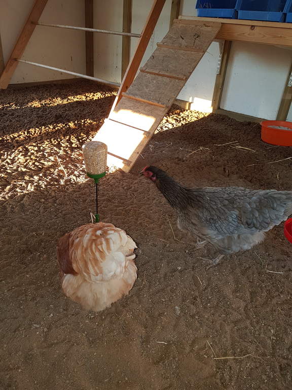 Poppy Peck Toy Chicken Toys Accessories Chicken Coops Walk In