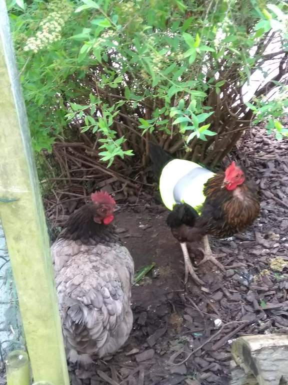 Yellow HighVis Chicken Jacket Chicken Clothing Chicken Coops, Walk