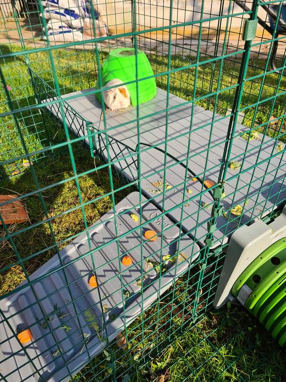 Zippi Guinea Pig Platforms 2 panels Guinea Pig Run Accessories