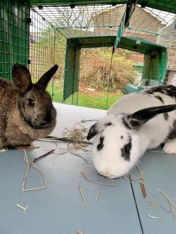 Zippi Rabbit Platforms 4 panels 2 ramps Rabbit Run Accessories