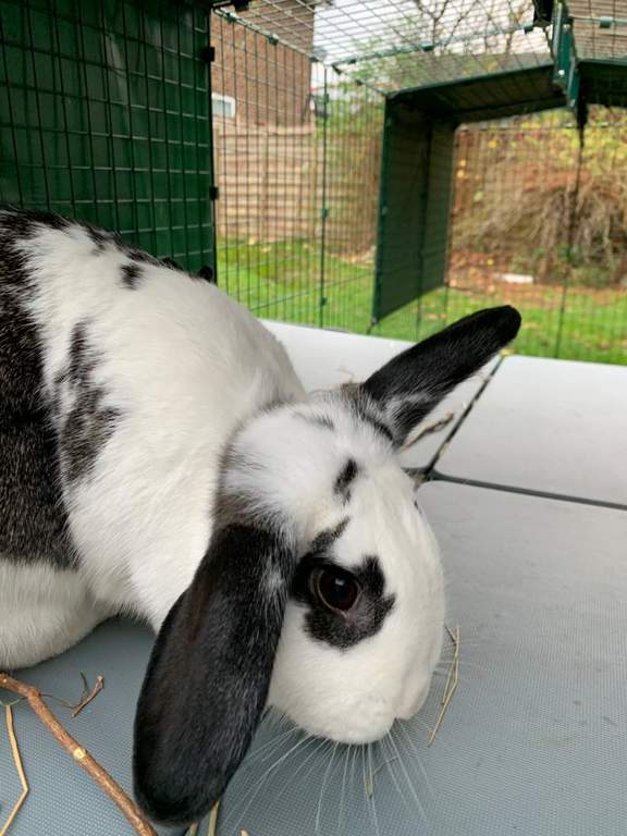 Zippi Rabbit Platforms 4 panels 2 ramps Rabbit Run Accessories Rabbit Hutches, Rabbit