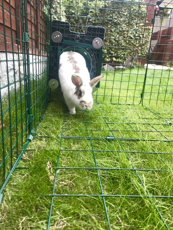 Zippi Tunnel Twin Pack with Hutch to Run Connection Kit Zippi Rabbit