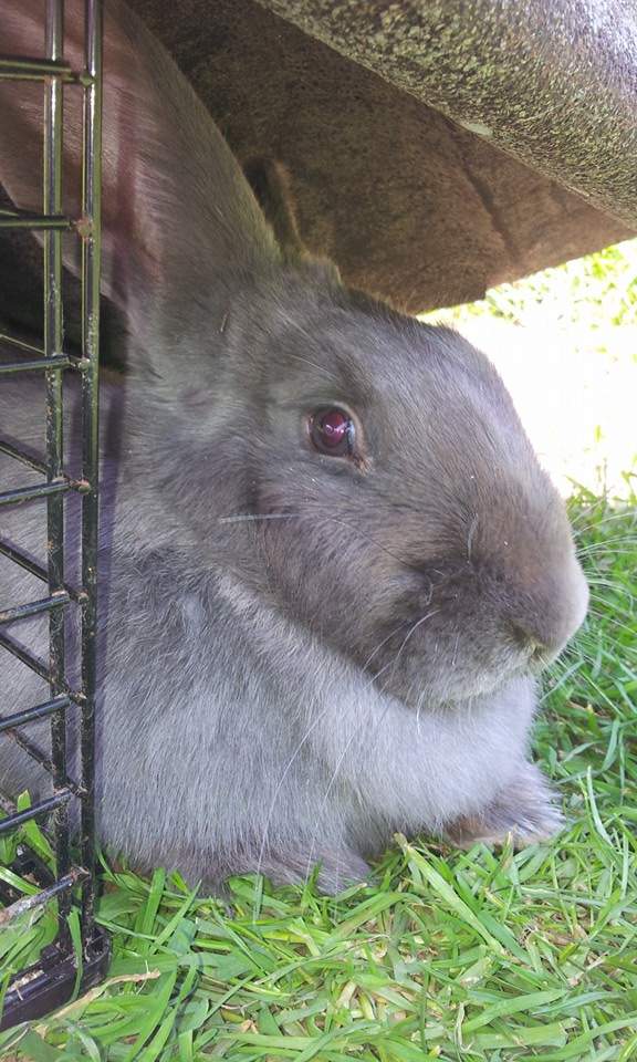 British Giant Rabbits British Giant For Sale