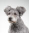 A Hungarian Pumi with fluffy ears waiting for a command